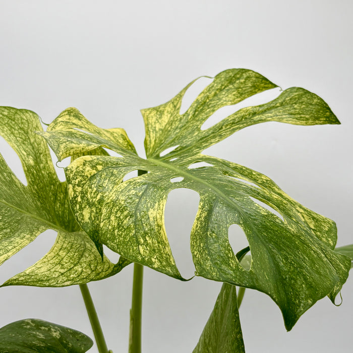 Monstera 'Mint'