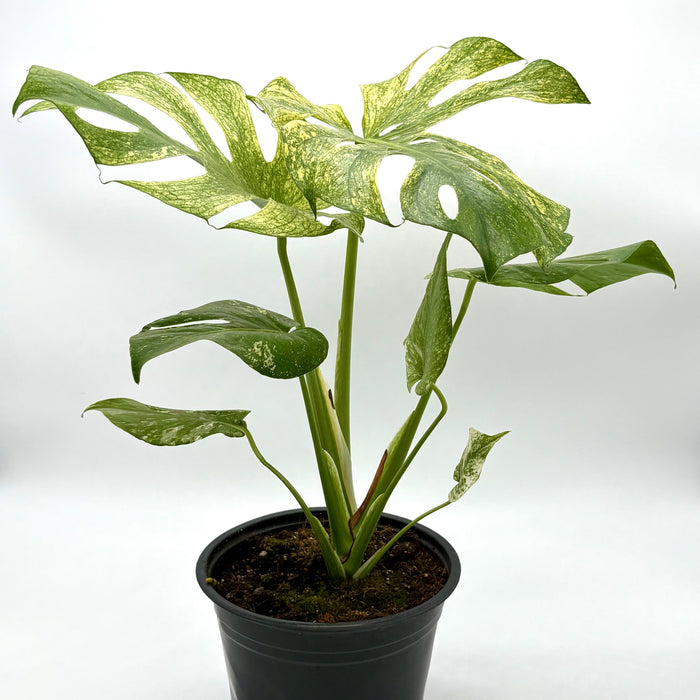 Monstera 'Mint'