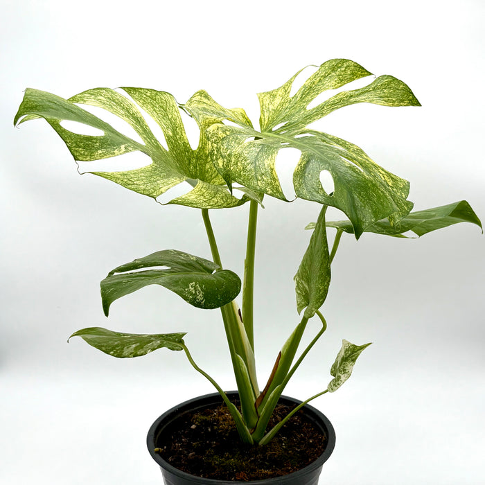 Monstera 'Mint'