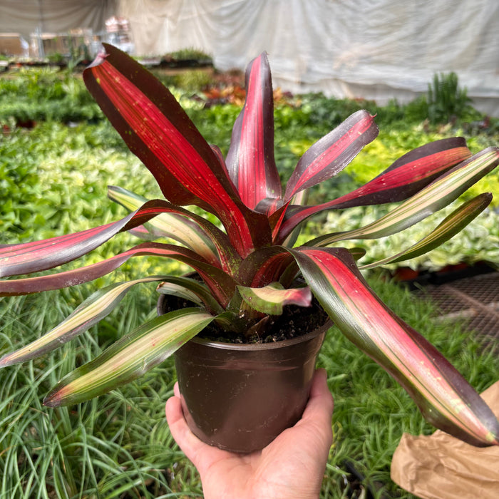 Bromeliad 'Pimiento'
