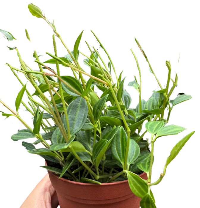 Peperomia 'Angulata'