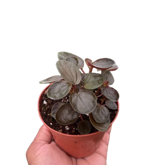 Peperomia 'Raindrop' | Indoor Plant | Tropical Plant | Potted Plant ...