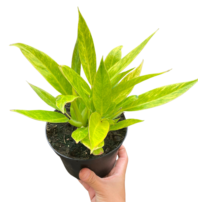 Philodendron 'Calkins Gold'