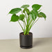 Philodendron Monstera 'Split-Leaf' - House Plant Shop