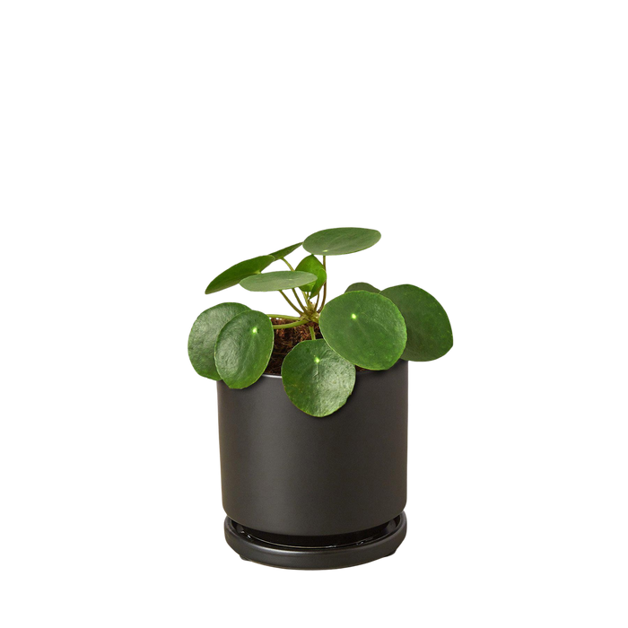 Pilea Peperomioides 'Chinese Money'
