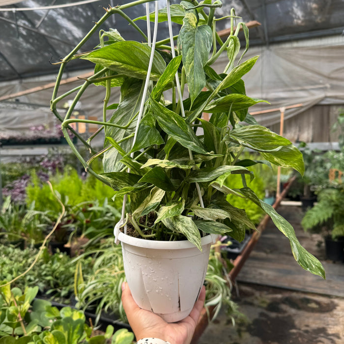 Pothos 'Mint Variegated'
