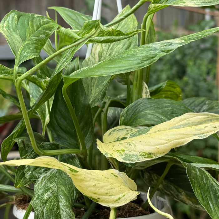 Pothos 'Mint Variegated'