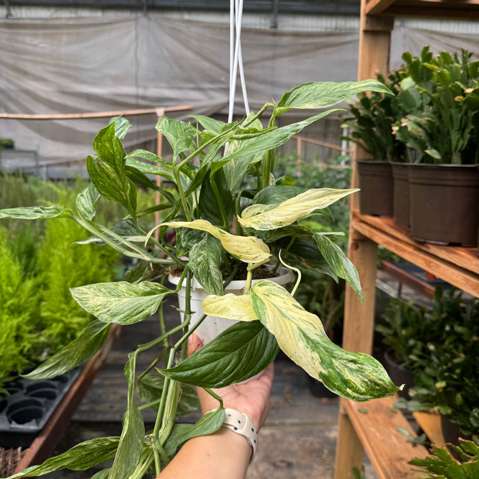 Pothos 'Mint Variegated'