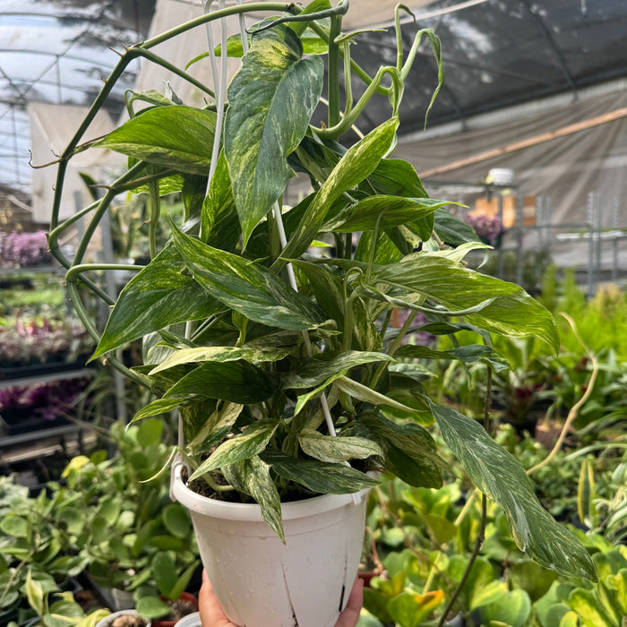 Pothos 'Mint Variegated'