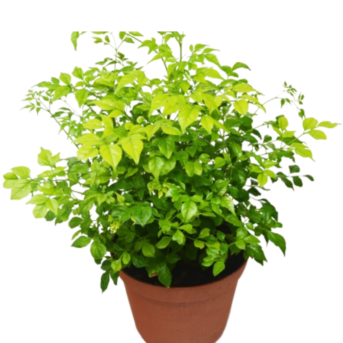 Radermachera 'China Doll' - 6" Pot