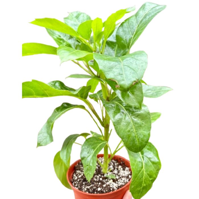 Schefflera Actinophylla