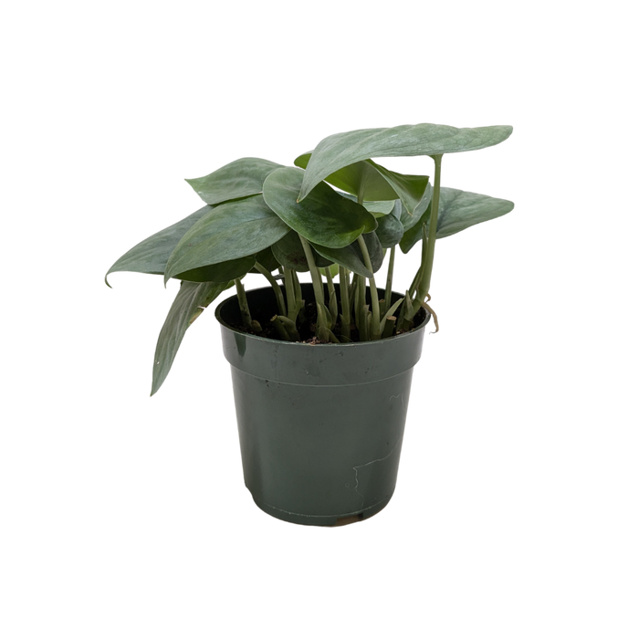 Scindapsus Platinum Java