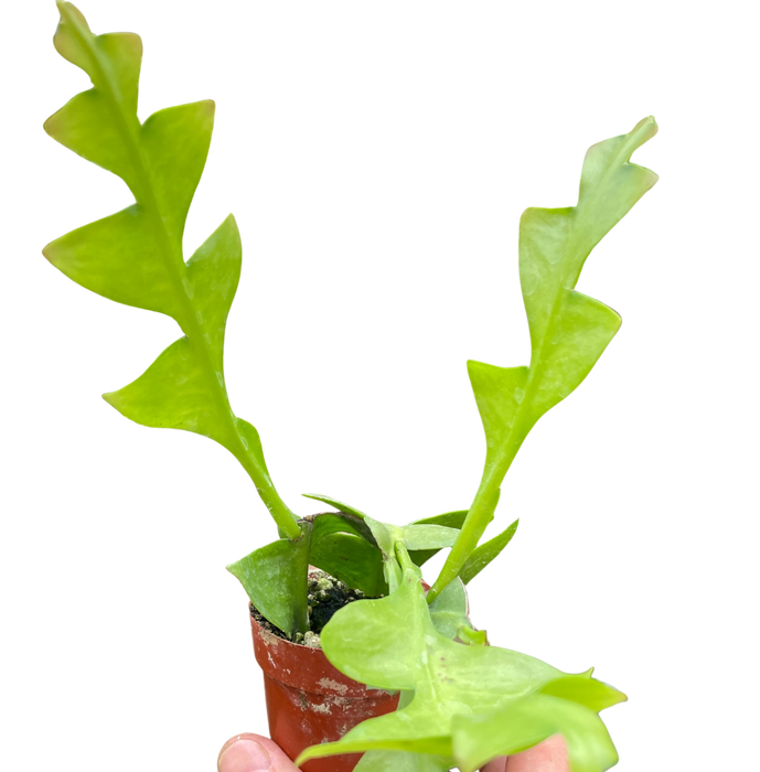 Shark Tooth Orchid Cactus