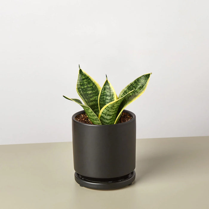 dwarf snake plant indoor Snake Plant Laurentii Dwarf