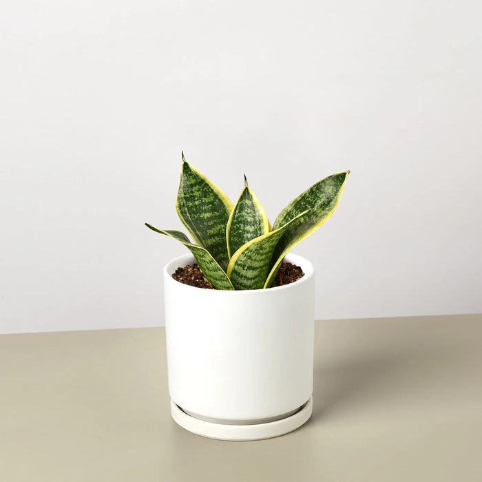 ocean star snake plant Snake Plant Laurentii Dwarf