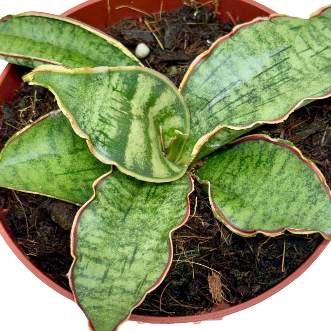 Snake Plant 'Silver Blue' — House Plant Dropship