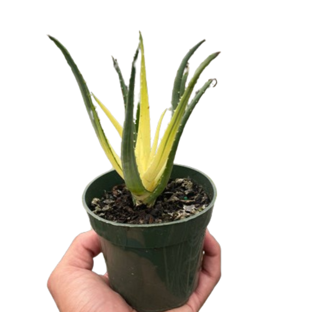 solar flare succulent Succulent Aloe Solar Flare