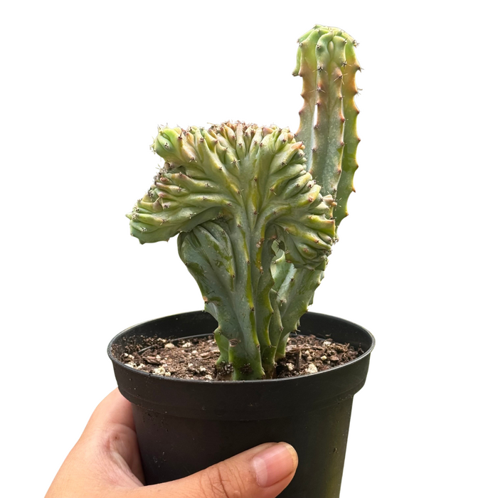 Succulent Euphorbia Lactea 'Mermaid Tail'
