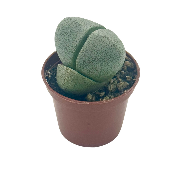 Succulent 'Split Rocks'