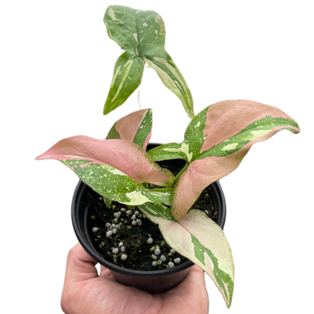 tricolor plant indoors Syngonium 'Tricolor' | Indoor Plant | Tropical Plant | Potted Plant