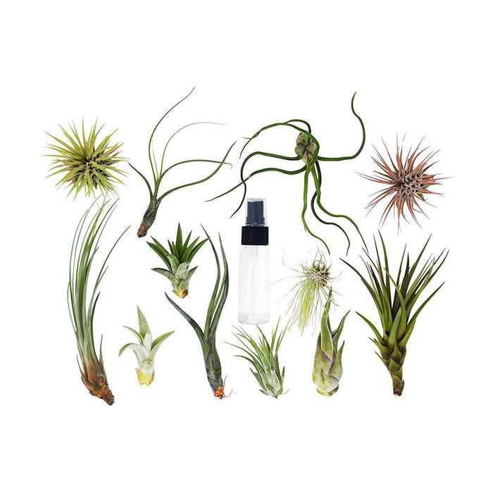 Tillandsia Air Plant Variety w/ Spray - 12 Pack