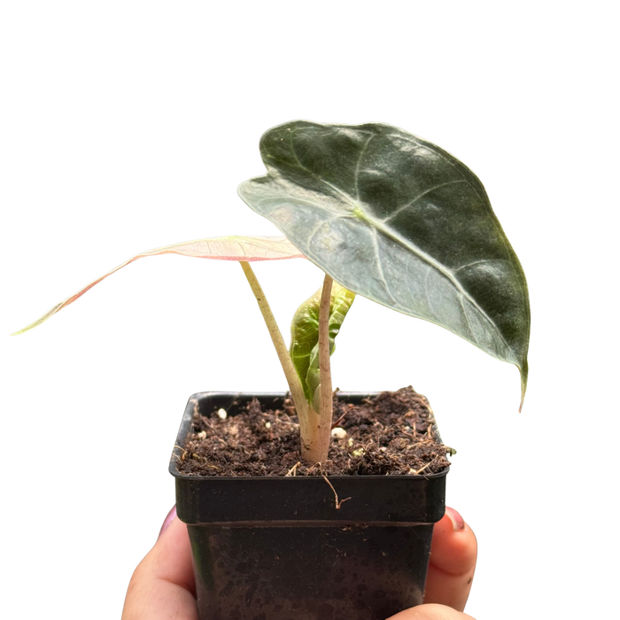 Alocasia Polly Mint Variegated