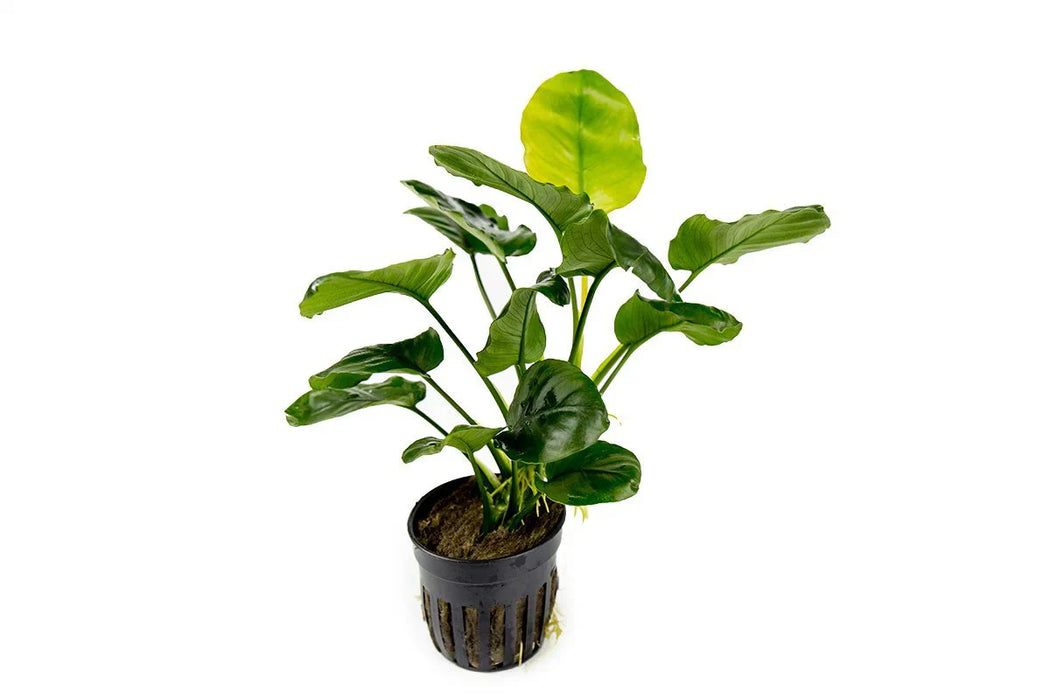 Anubias Barteri 'Golden Coin' – Pot