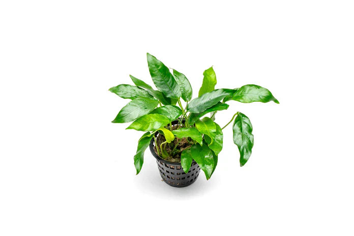 Anubias 'Short and Sharp' – Pot