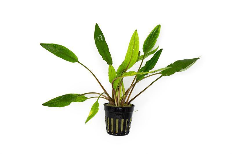 Cryptocoryne Sri Lanka – Pot