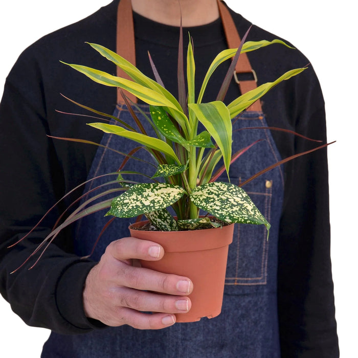 dracaena combo Dracaena 'Combo'