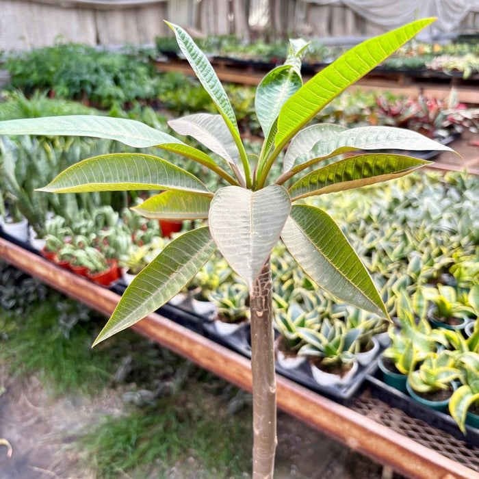 Plumeria Rubra Acutifolia