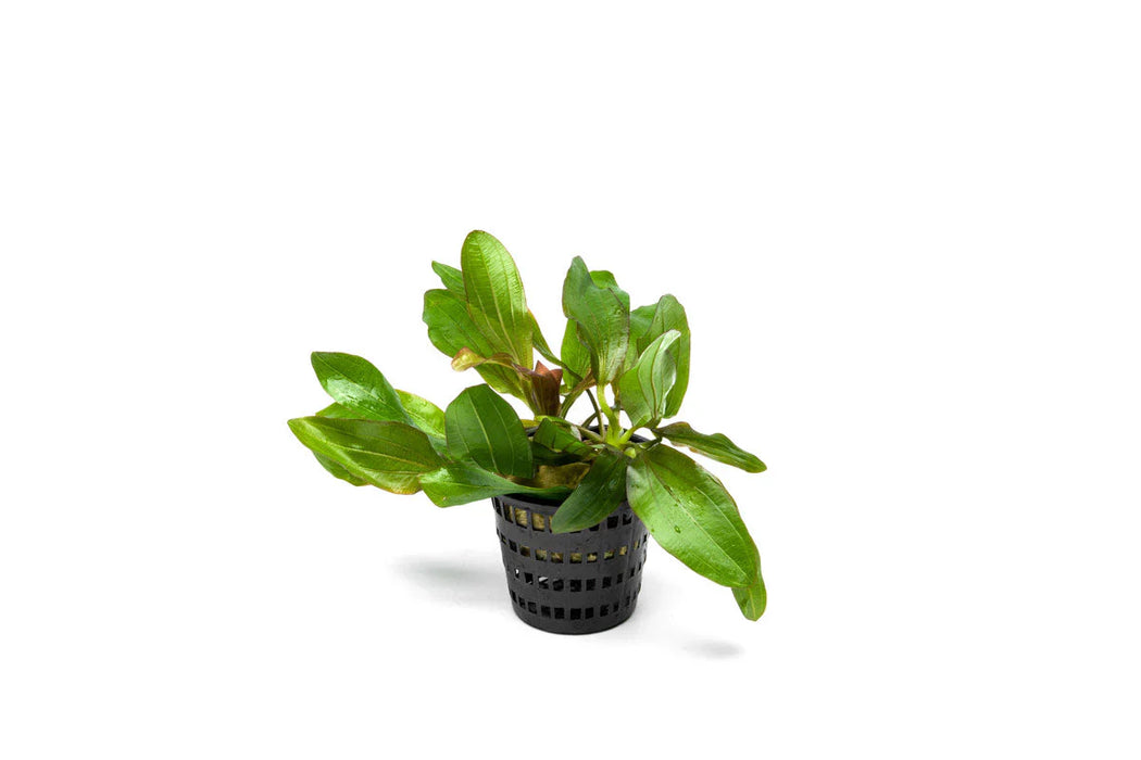Echinodorus Red Rubin – Pot