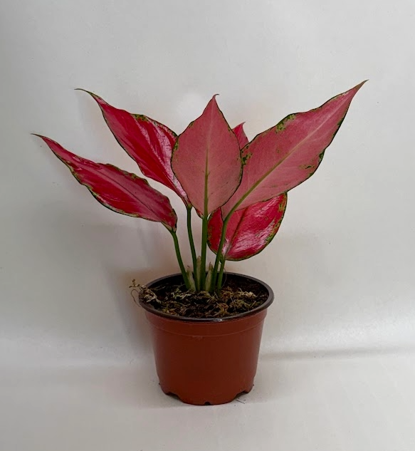 Chinese Evergreen 'Ruby Garuda'