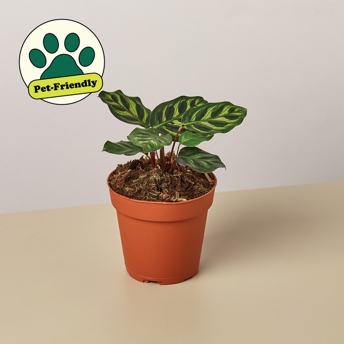 4" potted Calathea Makoyana