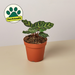 4" potted Calathea Makoyana