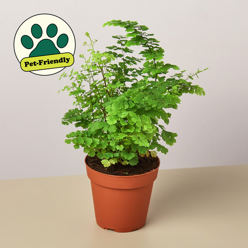 4" potted Fern Maidenhair