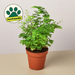 4" potted Fern Maidenhair