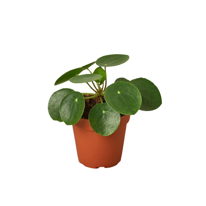 Pilea Peperomioides 'Chinese Money'