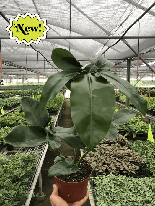 philodendron goeldii common name Philodendron ''Goeldii' | Indoor Plant | Tropical Plant | Potted Plant