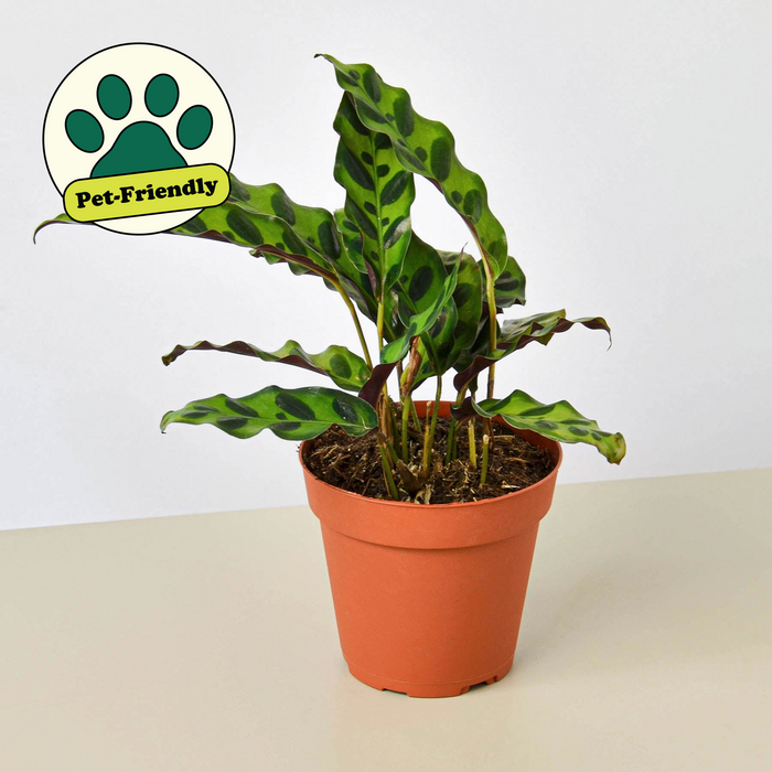 rattlesnake house plant Calathea Lancifolia 'Rattlesnake' | Indoor Plant | Tropical Plant | Potted Plant