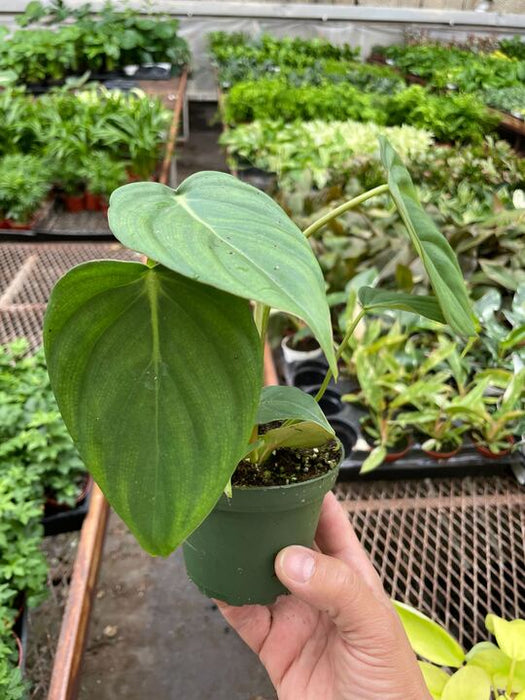 mcdowell philodendron Philodendron 'Mcdowell'