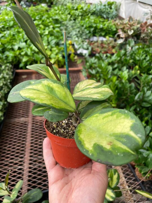 Hoya Obovata Reverse