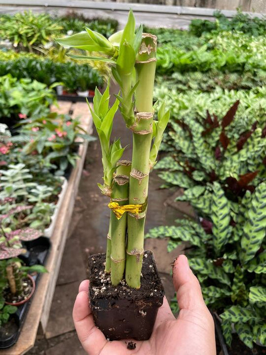 dracaena lucky plant Dracaena 'Lucky Bamboo'
