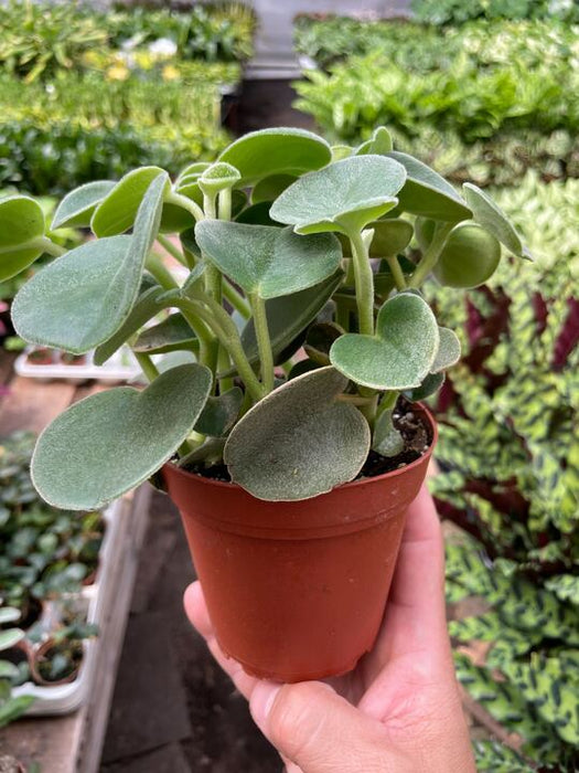 Peperomia 'Felted'