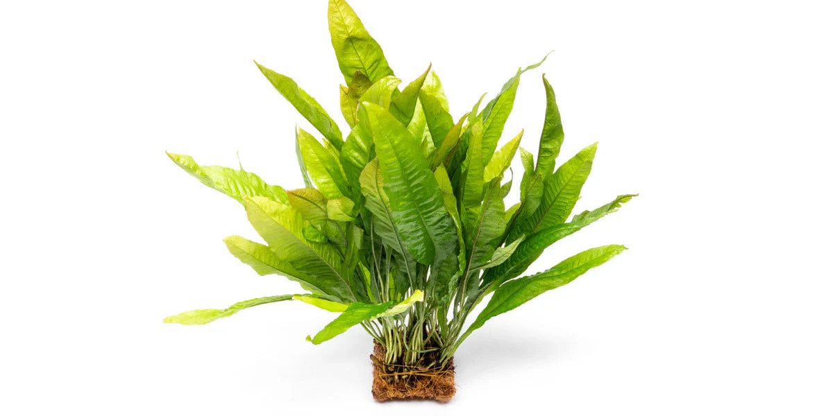 Microsorum Pteropus Java Fern Mat - L