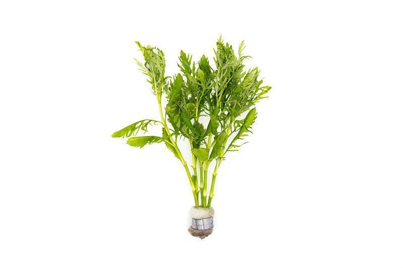 Water Wisteria (Hygrophila difformis) – Pot