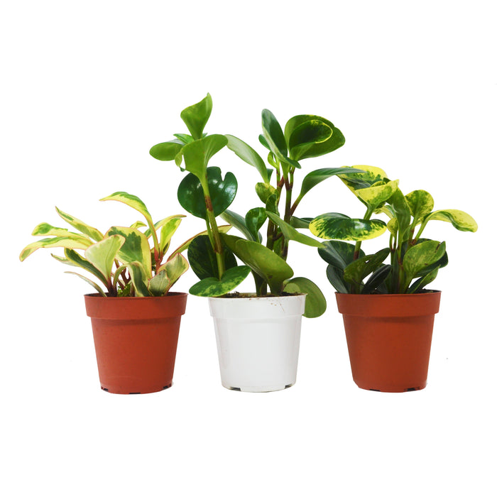 3 Different Peperomia Plants in 4" Pots - Baby Rubber Plants - House Plant Shop