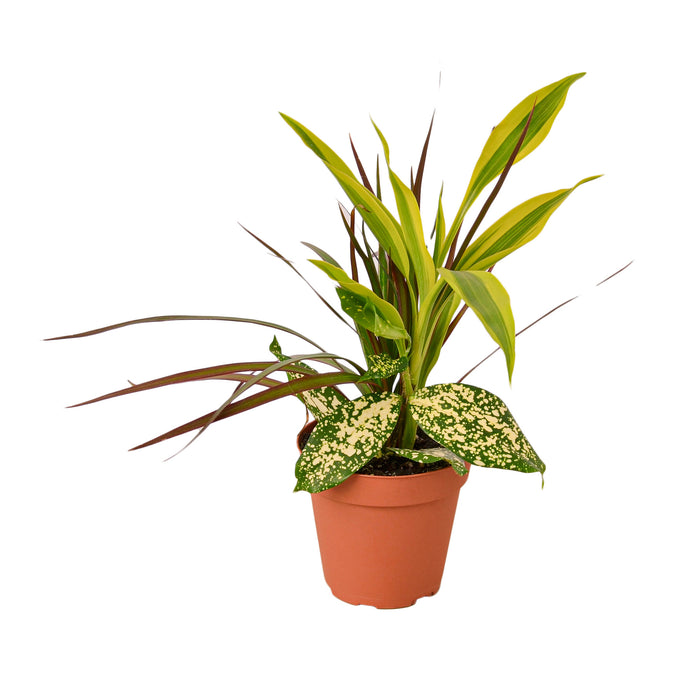 dracaena gold dust plant Dracaena 'Combo'