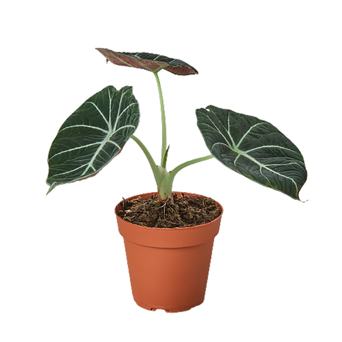 Alocasia Black Velvet in a 4-inch nursery pot.