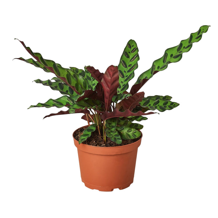 Rattlesnake Calathea shown in a 6-inch nursery pot.